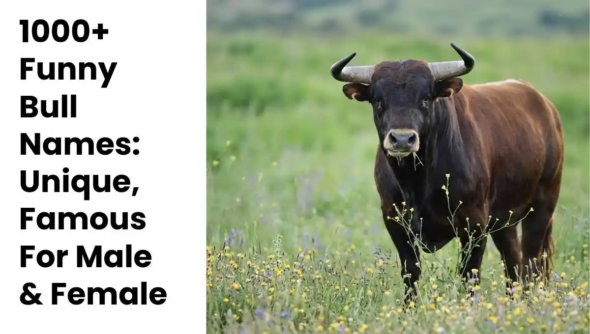 Funny Bull Names: 1000+ Unique, Hilarious & Epic Picks