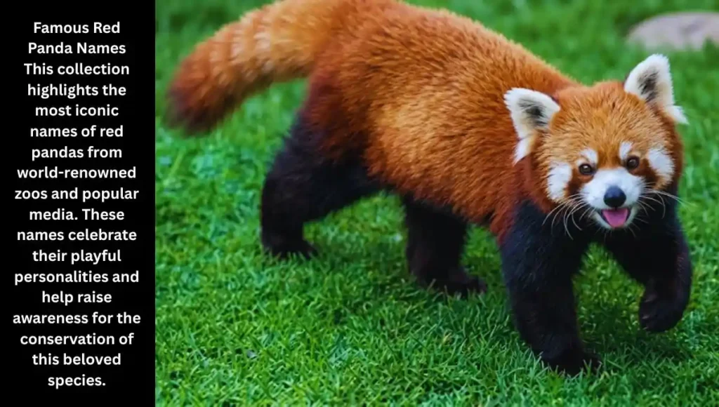 Famous Red Panda Names