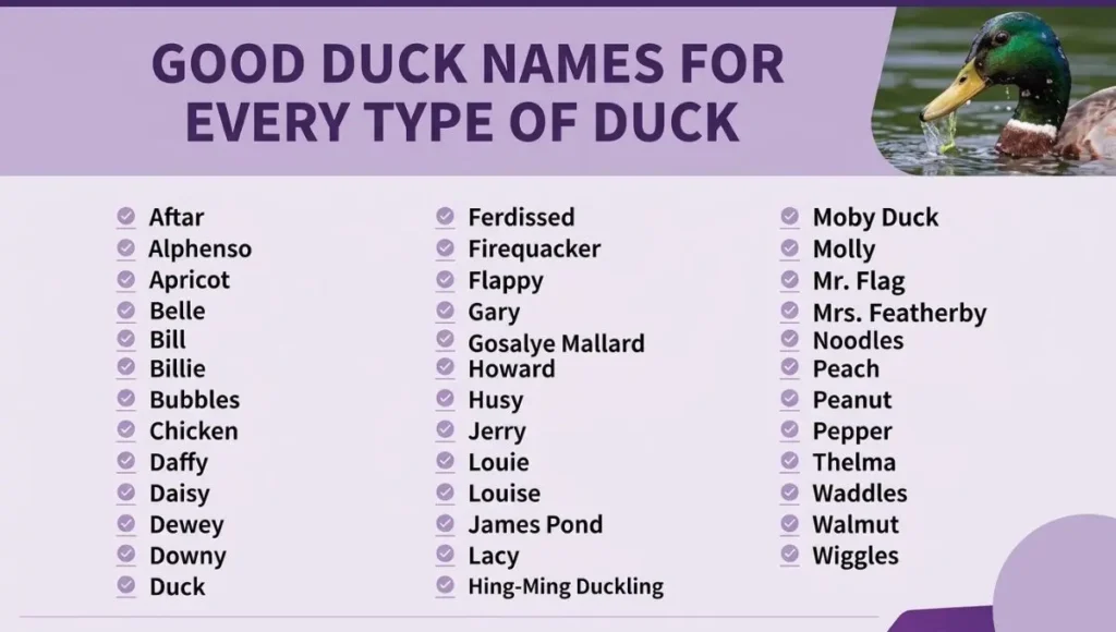 Duck Names – Good, Cute, Funny, Unique & Famous Names for Your Pet Duck