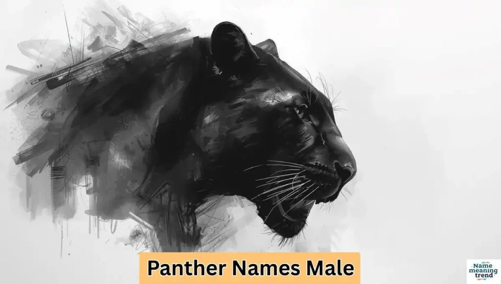Panther Names Male
