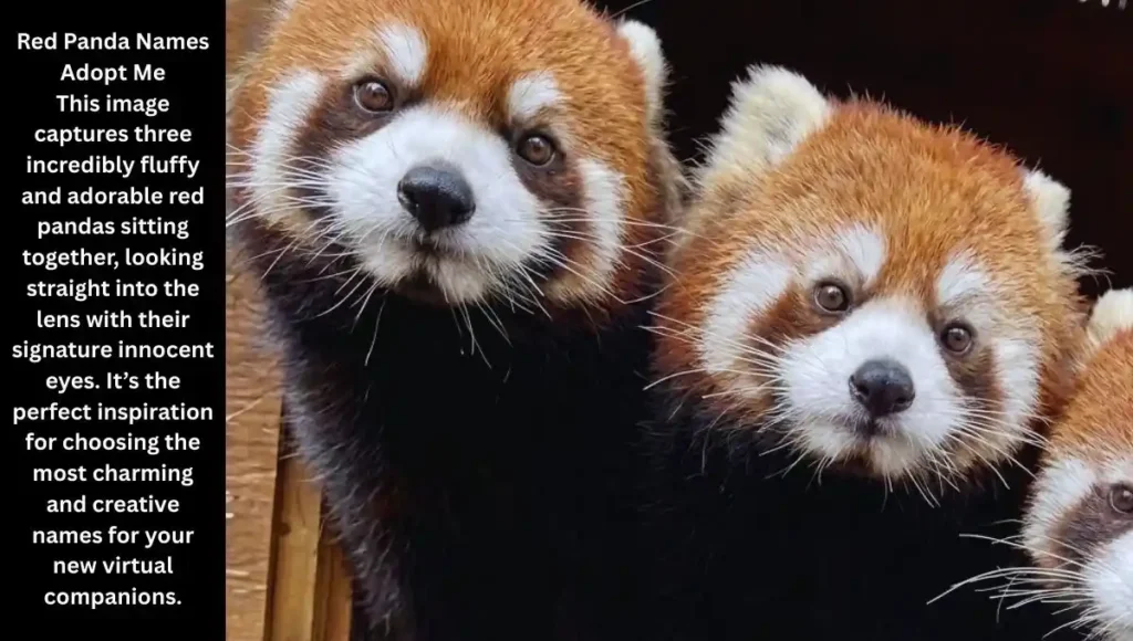 Red Panda Names Adopt Me